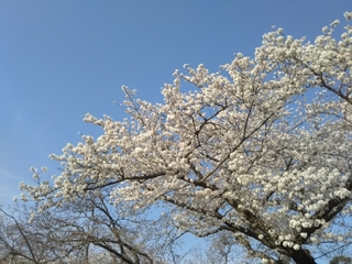 20180403112641124.jpg